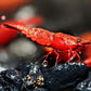 Dark Fire Red W/ Backline Cherry - Superior Shrimp & Aquatics