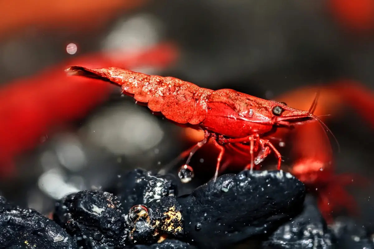 Dark Fire Red W/ Backline Cherry - Superior Shrimp & Aquatics