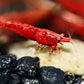 Dark Fire Red W/ Backline Cherry - Superior Shrimp & Aquatics