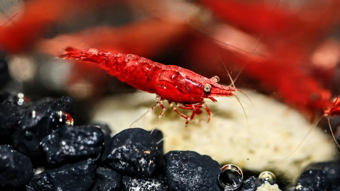 Dark Fire Red W/ Backline Cherry - Superior Shrimp & Aquatics