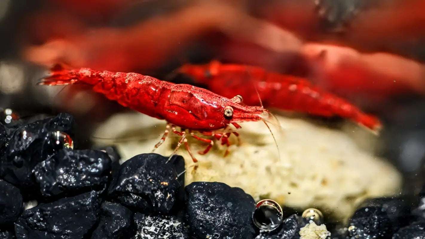 Dark Fire Red W/ Backline Cherry - Superior Shrimp & Aquatics