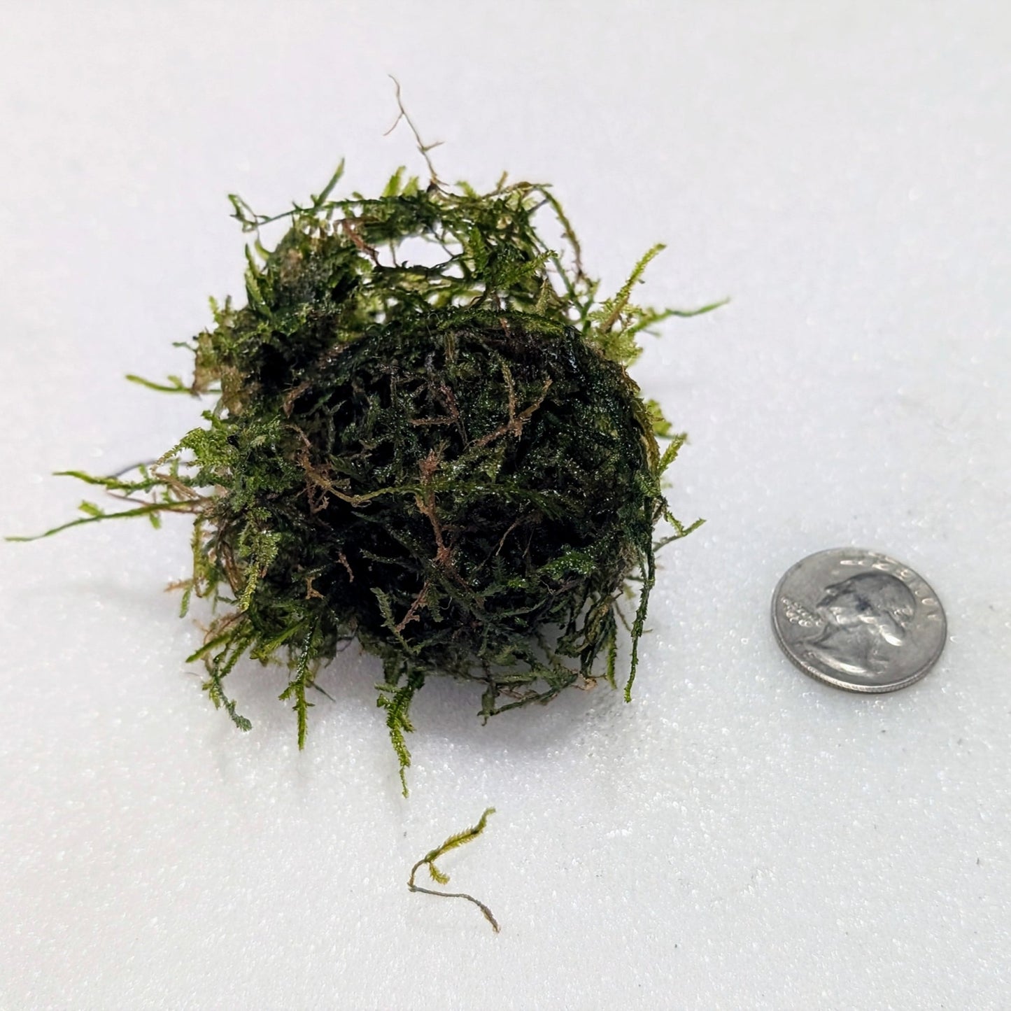 Flame Moss (Taxiphyllum sp. 'Flame') - Superior Shrimp & Aquatics