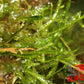 Flame Moss (Taxiphyllum sp. 'Flame') - Superior Shrimp & Aquatics