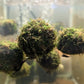 Floating Moss Ball - Superior Shrimp & Aquatics