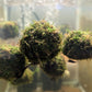 Floating Moss Ball - Superior Shrimp & Aquatics