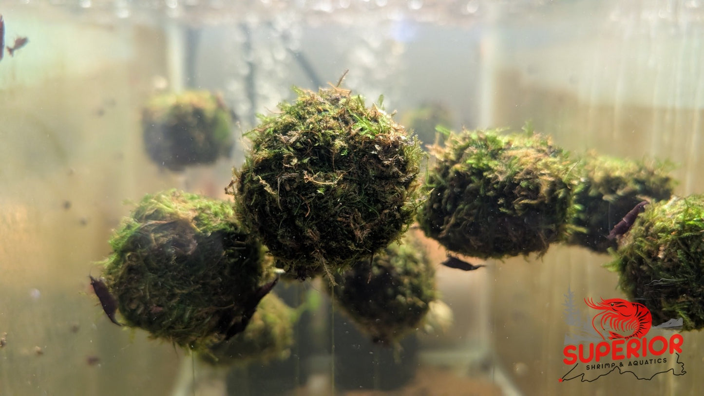 Floating Moss Ball - Superior Shrimp & Aquatics