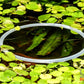 Frogbit (Limnobium laevigatum) - Superior Shrimp & Aquatics