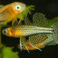 Gertrude Blue Eye Rainbowfish (Pseudomugil gertrudae)