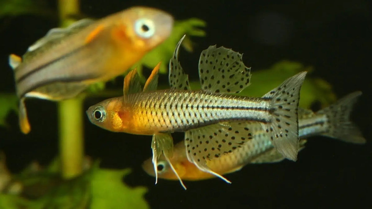 Gertrude Blue Eye Rainbowfish (Pseudomugil gertrudae)