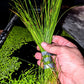 Giant Hairgrass (Eleocharis montevidensis) - Superior Shrimp & Aquatics