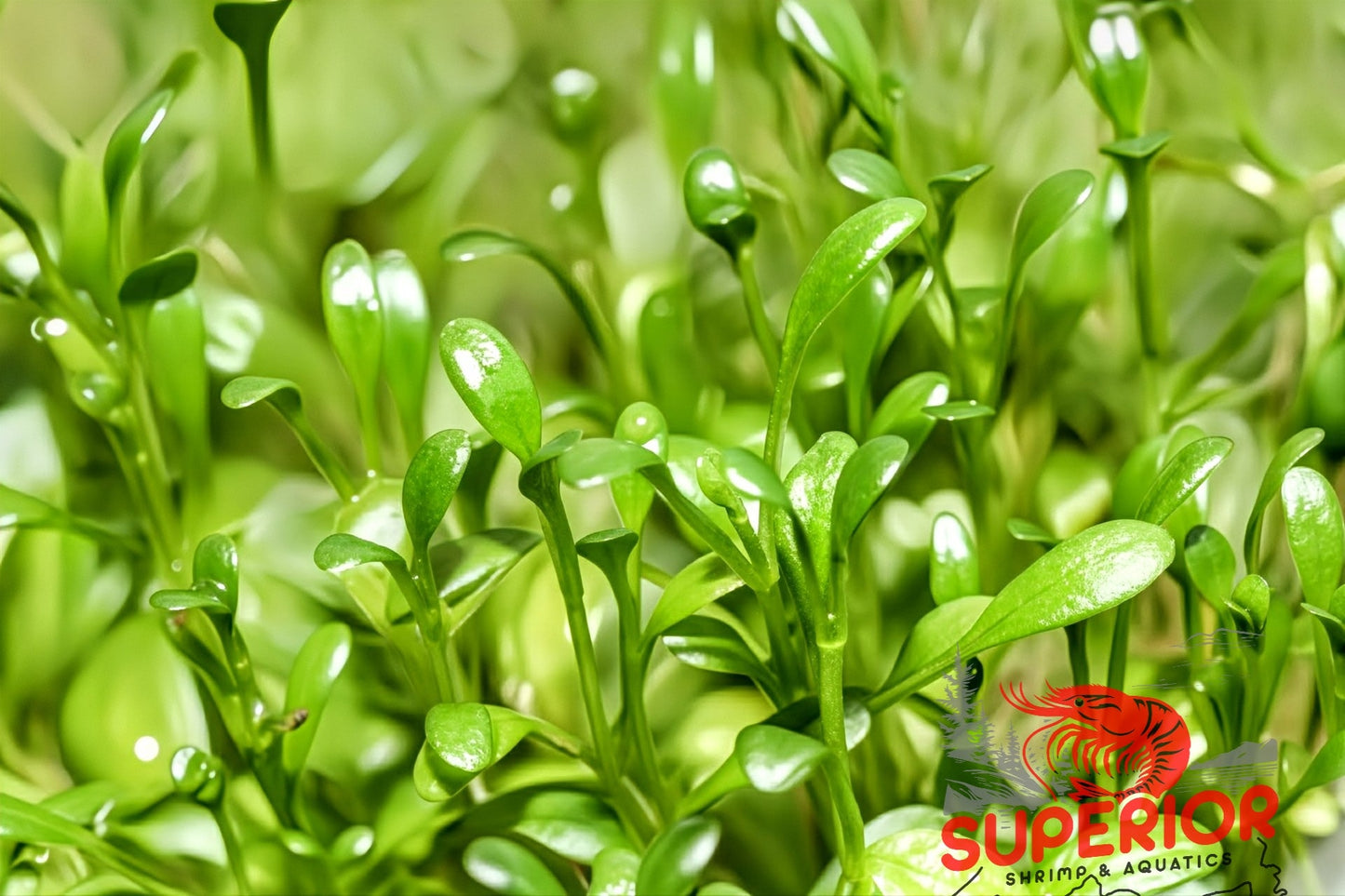 Glosso (Glossostigma elatinoides) - Superior Shrimp & Aquatics