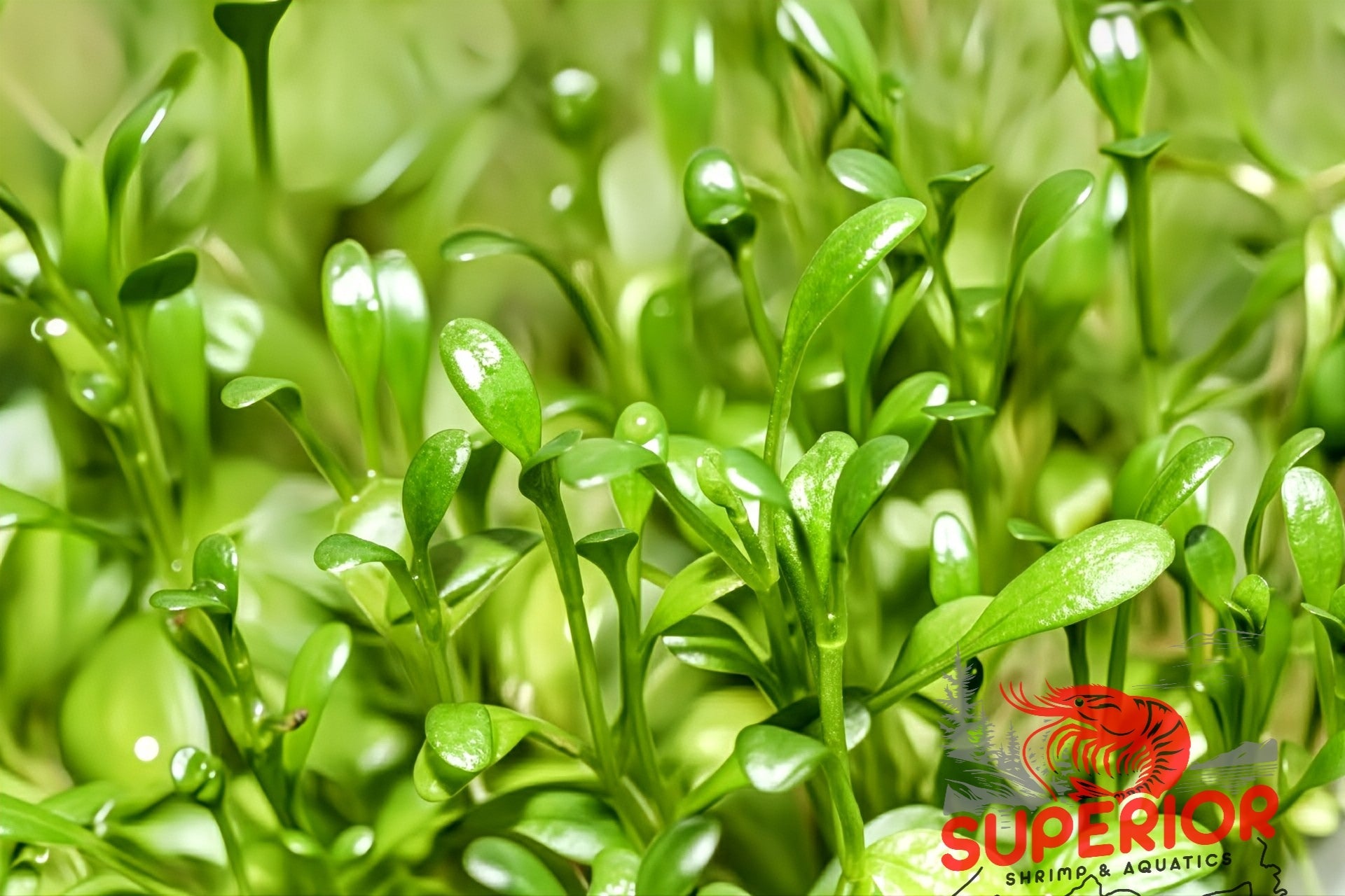 Glosso (Glossostigma elatinoides) - Superior Shrimp & Aquatics