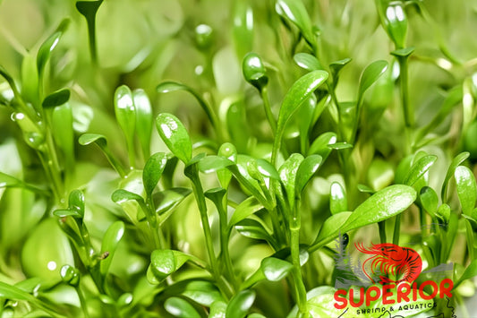 Glosso (Glossostigma elatinoides) - Superior Shrimp & Aquatics