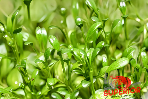 Glosso (Glossostigma elatinoides) - Superior Shrimp & Aquatics