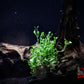 Glosso (Glossostigma elatinoides) - Superior Shrimp & Aquatics