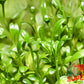 Glosso (Glossostigma elatinoides) - Superior Shrimp & Aquatics