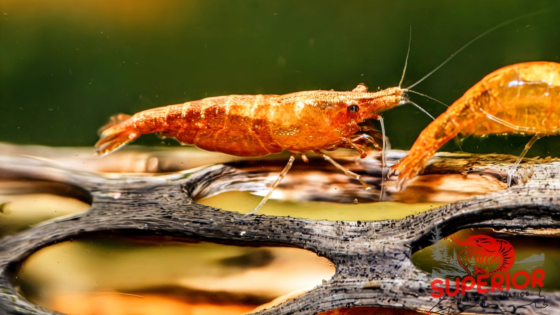 Gold Dust Shrimp - Superior Shrimp & Aquatics