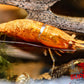 Gold Dust Shrimp - Superior Shrimp & Aquatics