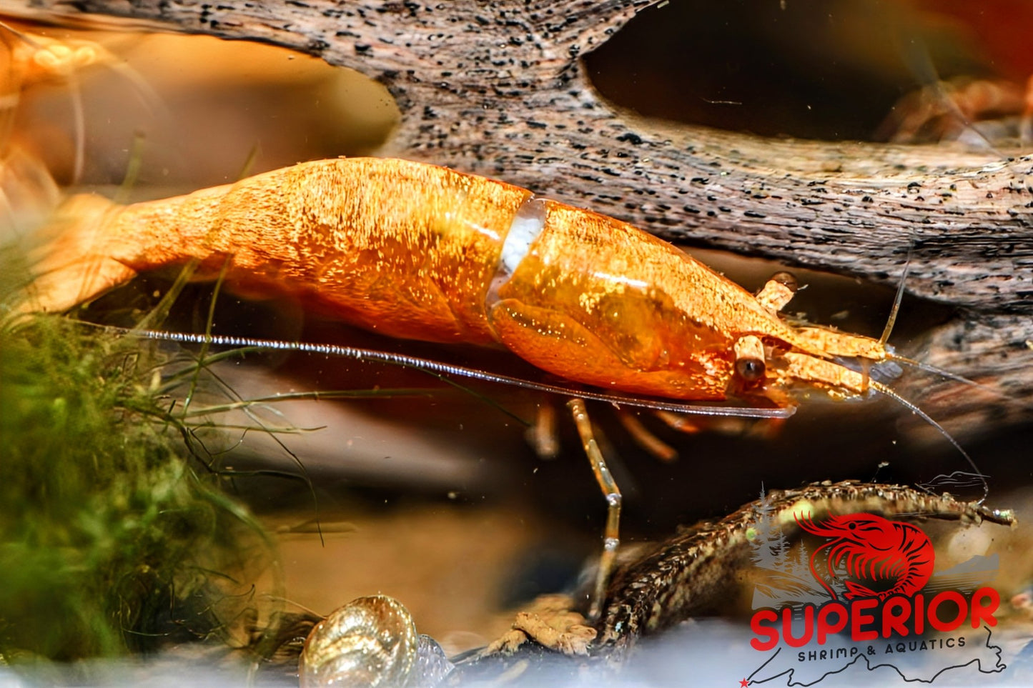 Gold Dust Shrimp - Superior Shrimp & Aquatics