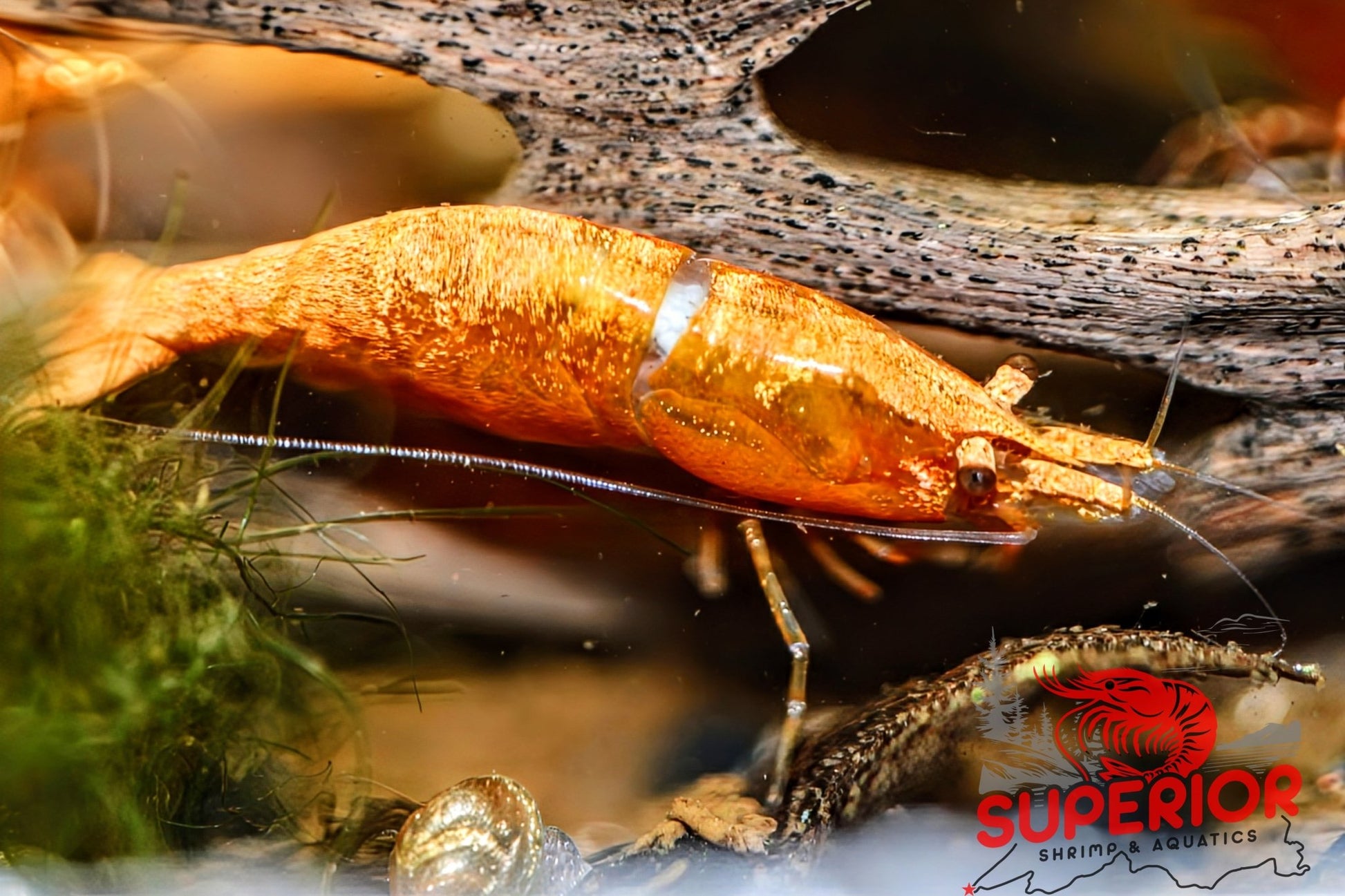 Gold Dust Shrimp - Superior Shrimp & Aquatics