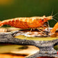 Gold Dust Shrimp - Superior Shrimp & Aquatics