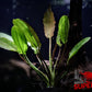 Golden Melon Sword (Echinodorus 'Golden Melon') - Superior Shrimp & Aquatics