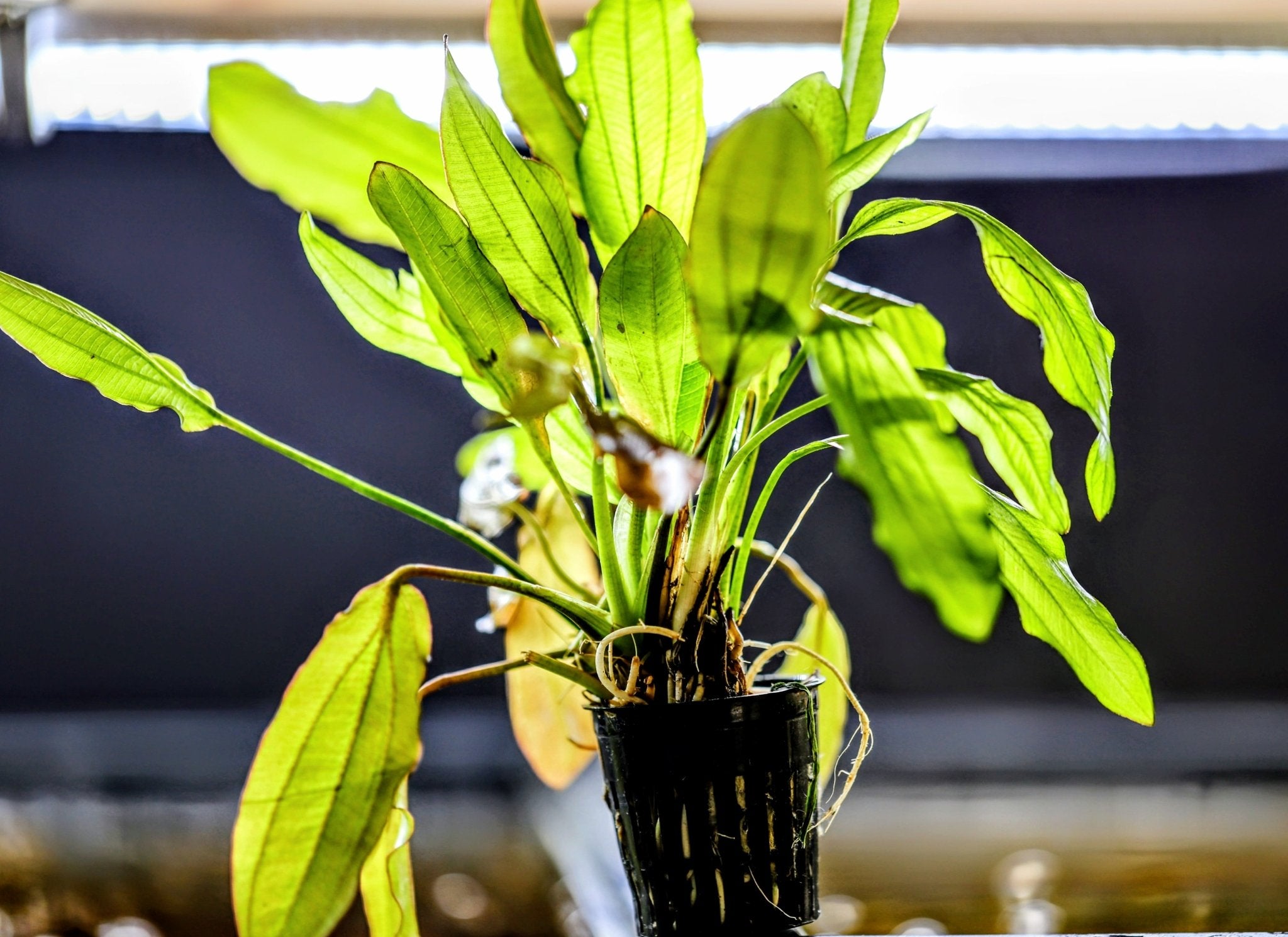 Golden Melon Sword (Echinodorus 'Golden Melon') | Aquatic Plants