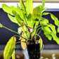Golden Melon Sword (Echinodorus 'Golden Melon') - Superior Shrimp & Aquatics