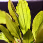 Golden Melon Sword (Echinodorus 'Golden Melon') - Superior Shrimp & Aquatics