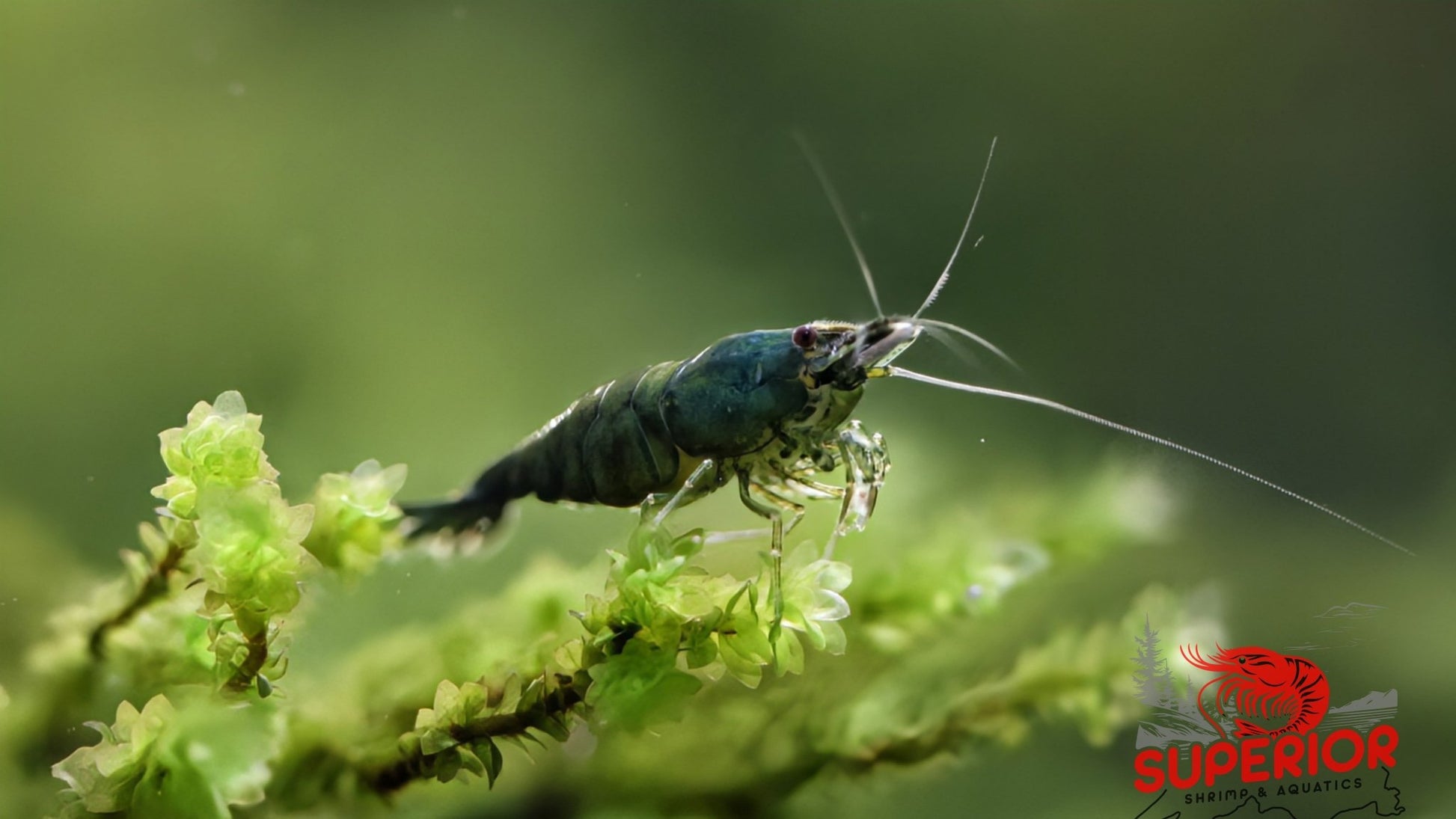 Green Jade Shrimp - Superior Shrimp & Aquatics