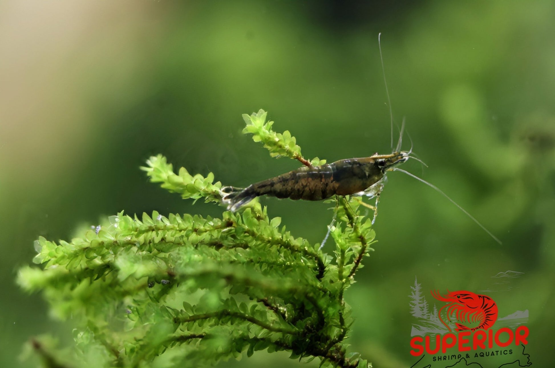 Green Jade Shrimp - Superior Shrimp & Aquatics
