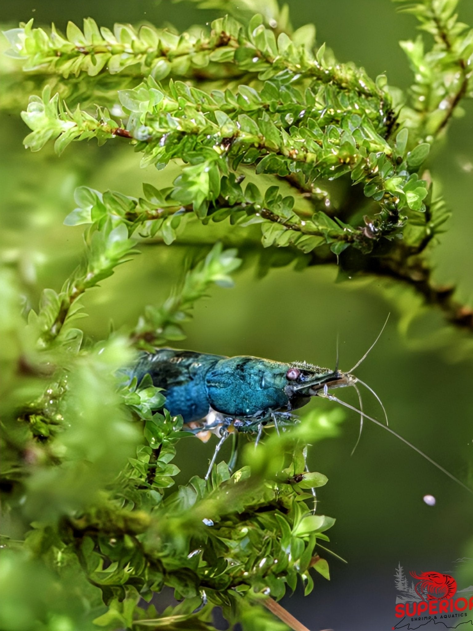 Green Jade Shrimp - Superior Shrimp & Aquatics