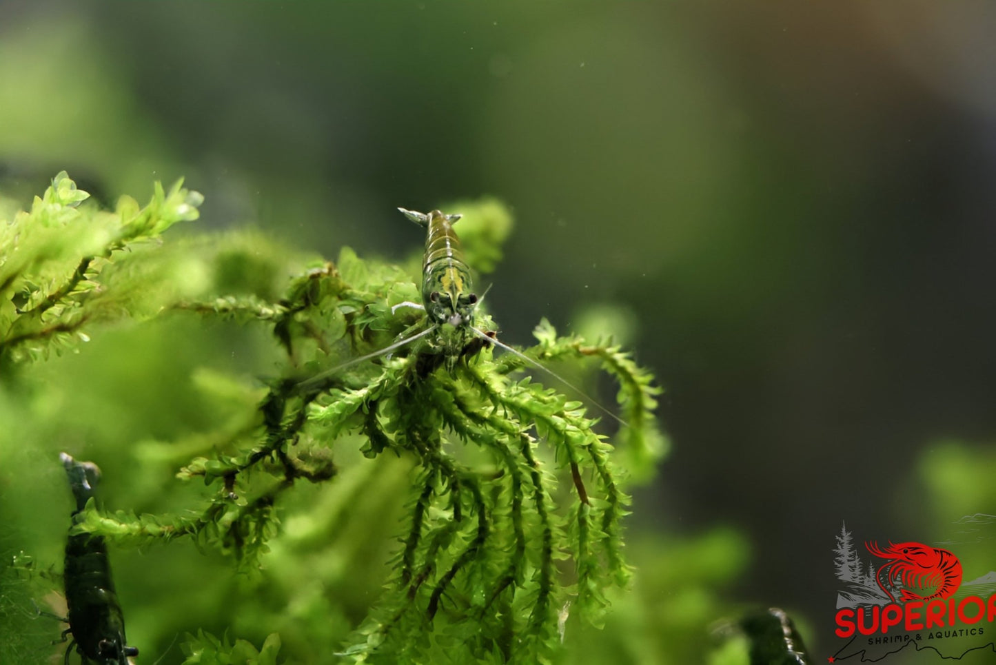 Green Jade Shrimp - Superior Shrimp & Aquatics