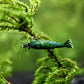 Green Jade Shrimp - Superior Shrimp & Aquatics