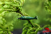 Green Jade Shrimp - Superior Shrimp & Aquatics