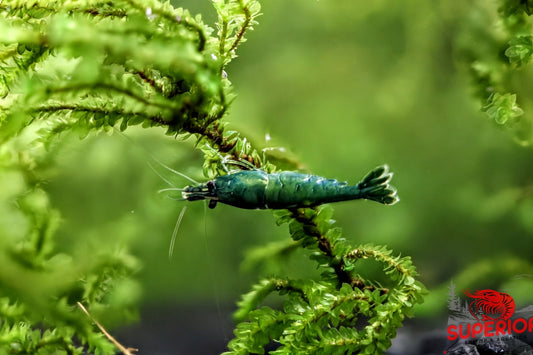 Green Jade Shrimp - Superior Shrimp & Aquatics