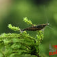 Green Jade Shrimp - Superior Shrimp & Aquatics