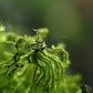 Green Jade Shrimp - Superior Shrimp & Aquatics