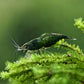 Green Jade Shrimp - Superior Shrimp & Aquatics
