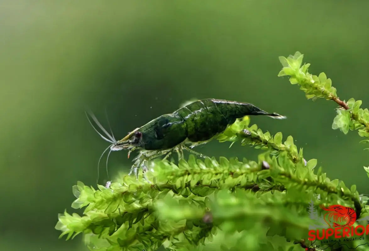 jade plant aquarium Green Jade Shrimp