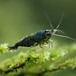 Green Jade Shrimp - Superior Shrimp & Aquatics