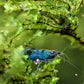 Green Jade Shrimp - Superior Shrimp & Aquatics