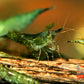 Green Jelly Shrimp - Superior Shrimp & Aquatics