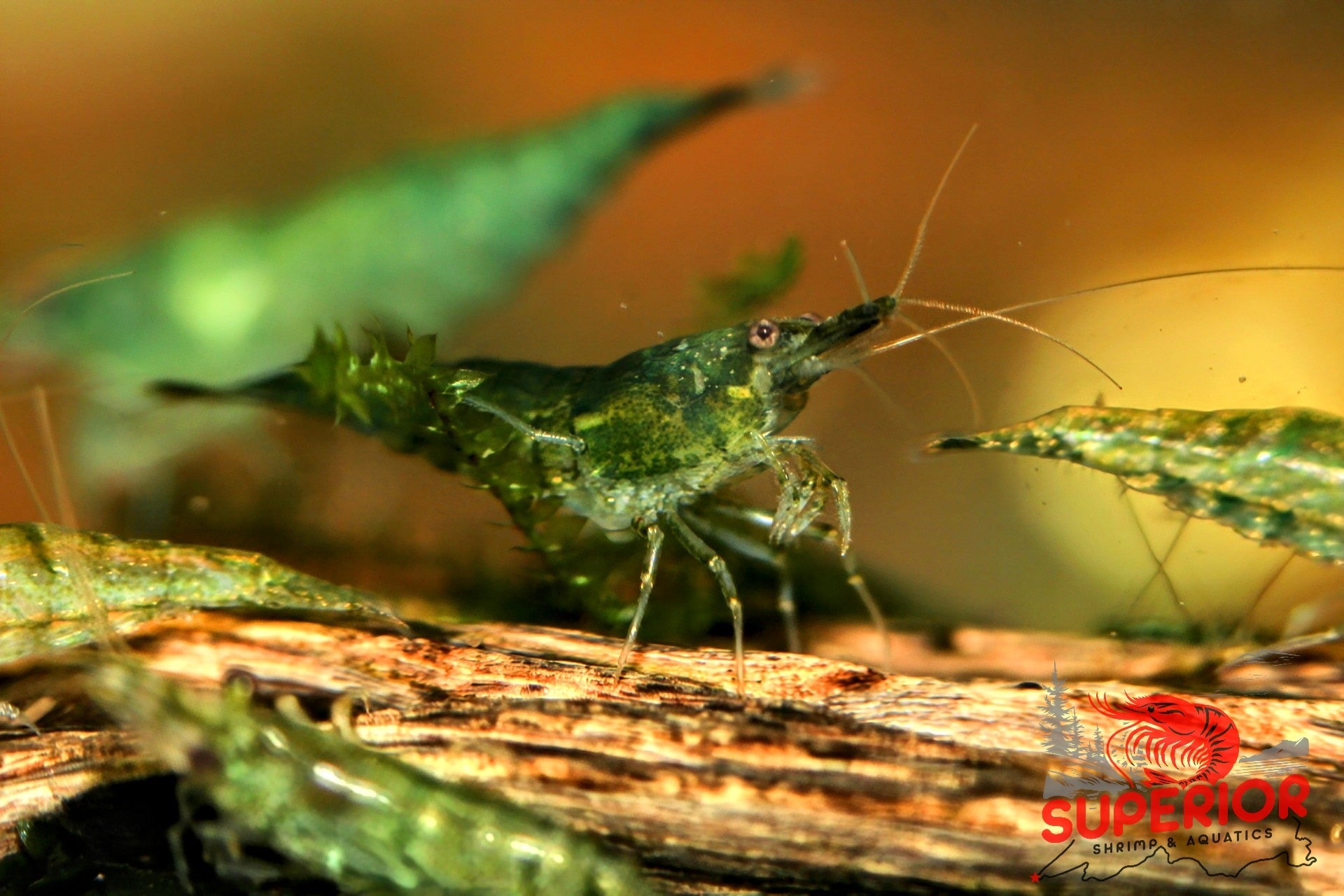 Green Jelly Shrimp - Superior Shrimp & Aquatics