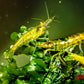 Green Jelly Shrimp - Superior Shrimp & Aquatics