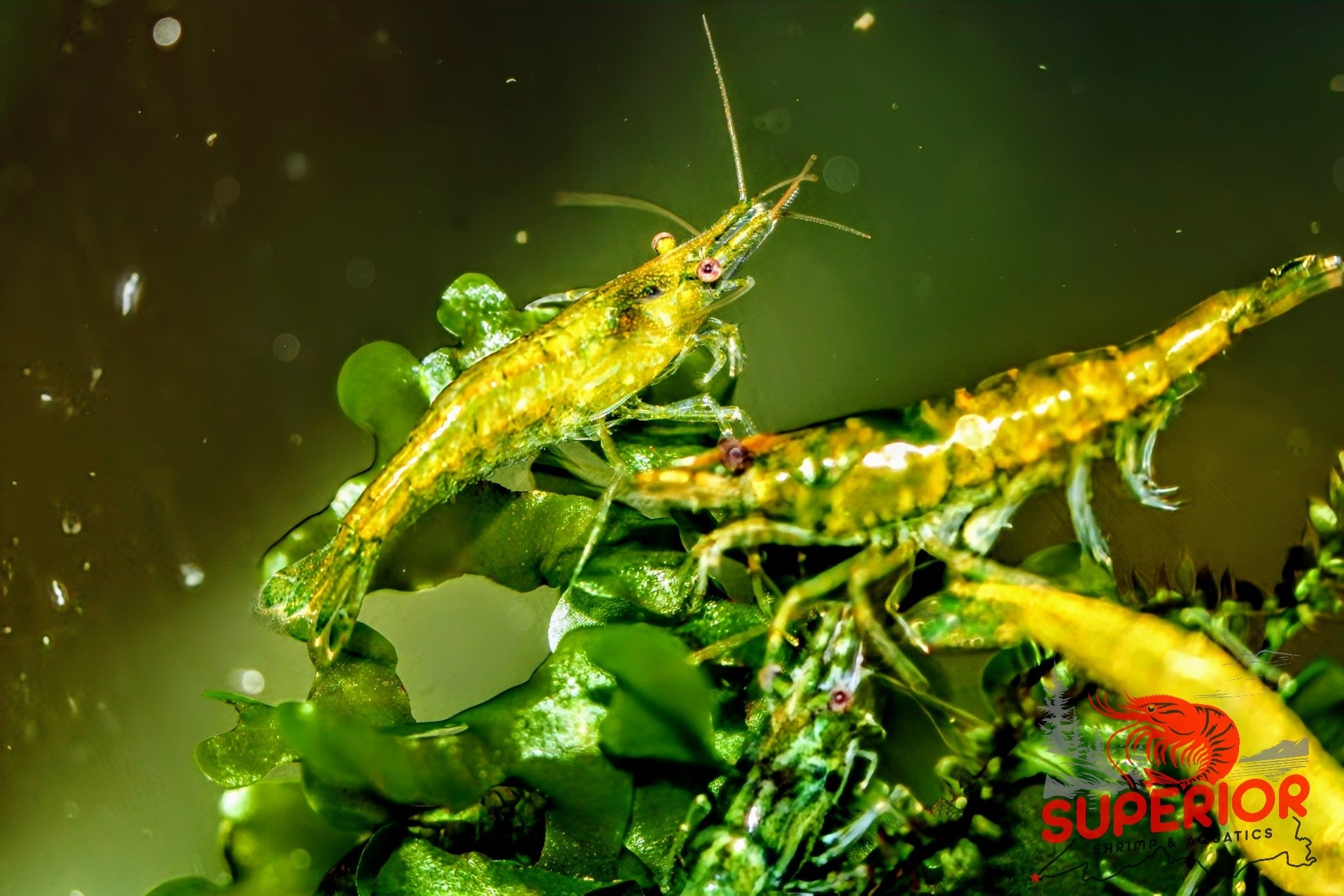 Green Jelly Shrimp - Superior Shrimp & Aquatics