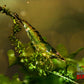 Green Jelly Shrimp - Superior Shrimp & Aquatics