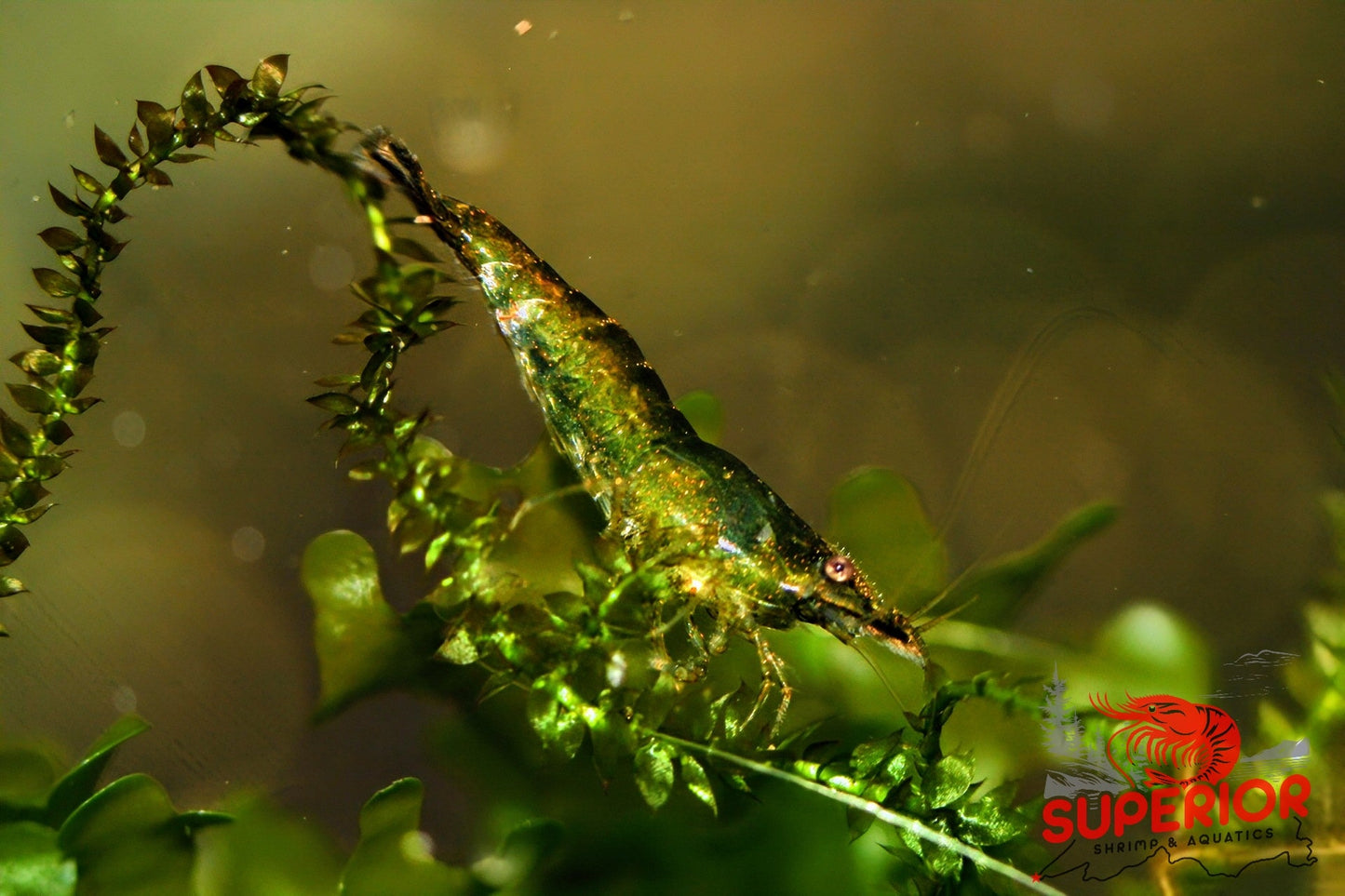 Green Jelly Shrimp - Superior Shrimp & Aquatics