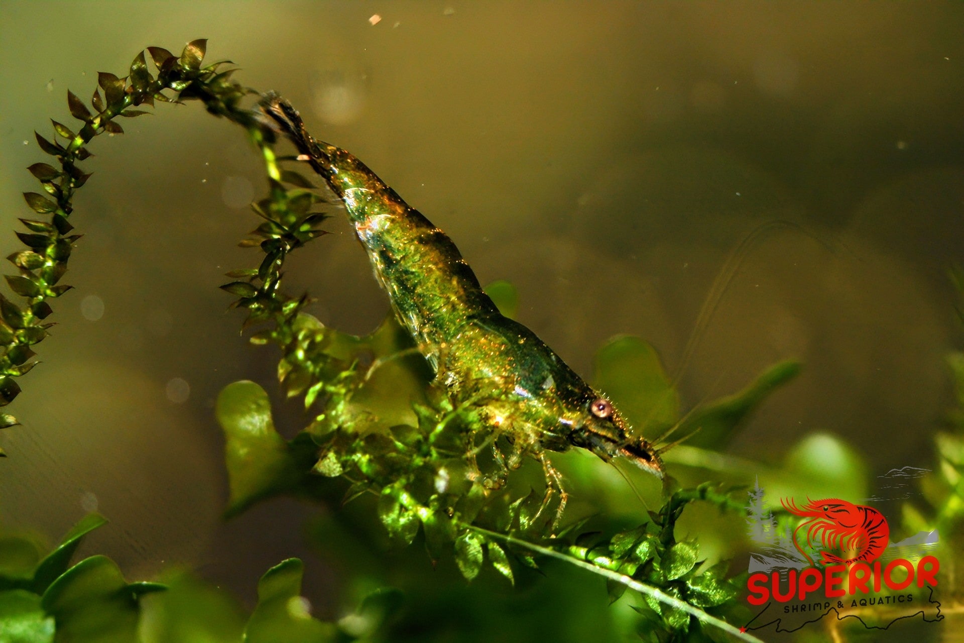 Green Jelly Shrimp - Superior Shrimp & Aquatics