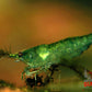 Green Jelly Shrimp - Superior Shrimp & Aquatics